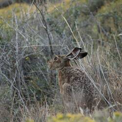 Lepus Capensis / Kaphase