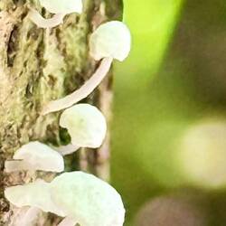 Tiny funghi in the forest