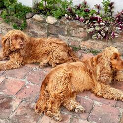 Hotelhunde - Papa links, Sohn rechts