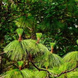 Riesige und sehr grüne Kiefernnadeln
