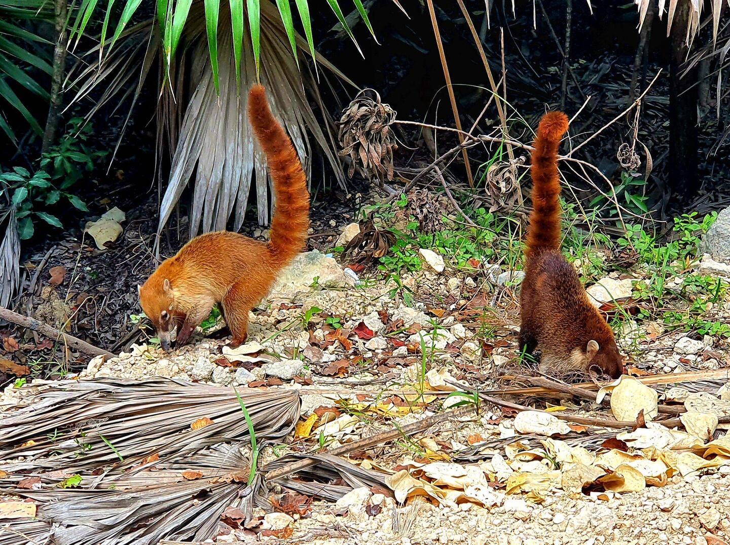 Südamerikanischer Nasenbär, auch Coati