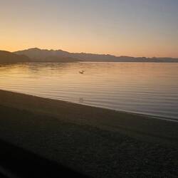 So many birds & fish