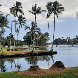 Dans le parc à Hilo