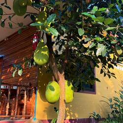 Durian Früchte ( Stinkfrucht) direkt am Bungalow. Eine Delikatesse in TH