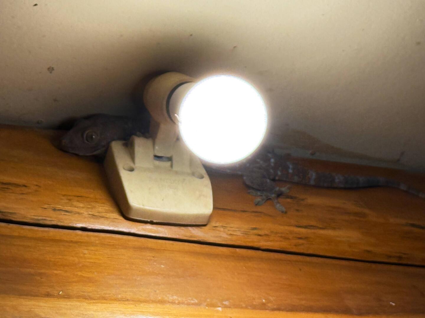 Das war ein richtiger Gekko der uns in einer Nacht leider nicht sanft geweckt hat 🤣