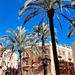 Ganz schön viele Palmen in der Stadt