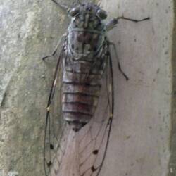 Zikade - lauter geht es fast nicht