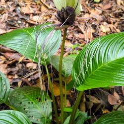 Weiße Fledermausblume