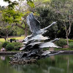 die Schwäne des Swan Lake