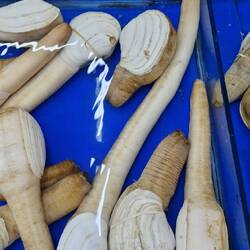 😂 Da hat einer Viagra rein geworfen...