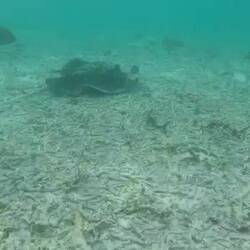 Rochen beim Frühstück