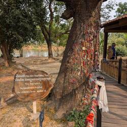 Hier wurden Kinder/Babys umgebracht indem man sie mit dem Kopf gegen den Baum schlug