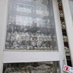 Schädel der gefundenen Opfer - nie identifiziert