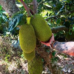 Des gros jackfruits 🤩