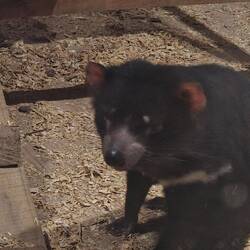 Der Tasmanische Teufel, ein typisches nachtaktives Tier