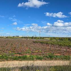 Granatäpfel 🍎 🍎