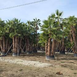 🌴🌴🌴🌴🌴🌴🌴🌴🌴🌴