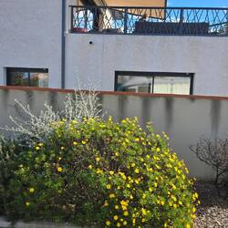 ... Frühlingsboten 🌼🌼🌼