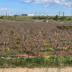 🍎🍎🍎🍎🍎🍎🍎🍎🍎🍎