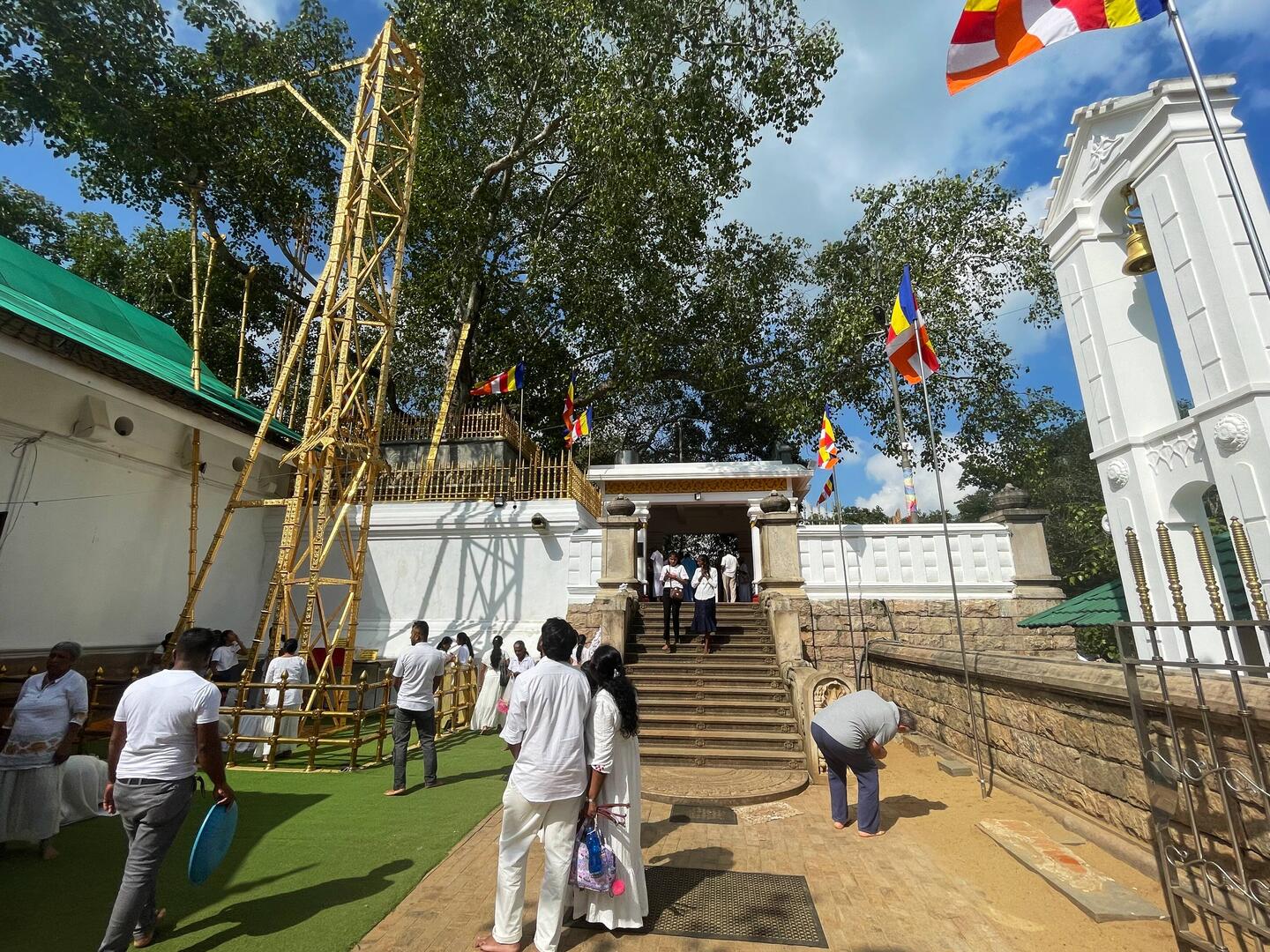 Ramo dell'originale albero della Bodhi