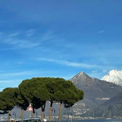 Pini marittimi e neve