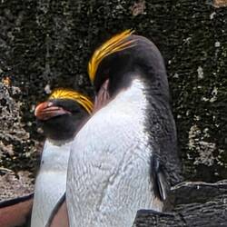 Macroni Penguins