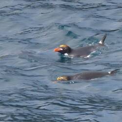 Macaroni Penguins in Water