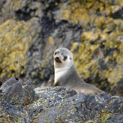 Fur Seal