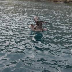 Southern Giant Petrel