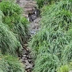 Hopping Uphill to Nest