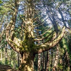 Was ein Baum