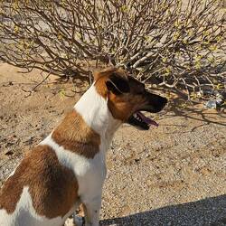 Achim vor einer wüstenrose