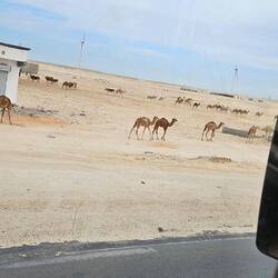 Dromedarbabys natürlich