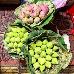 Die Lotusblüte, die heiligste Blume im Buddhismus - für Reinheit, Erleuchtung und Vergänglichkeit