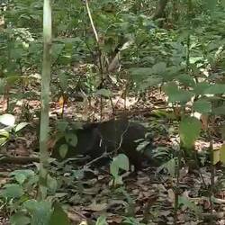 Ein Pekari (Nabelschwein)