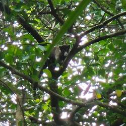 Ein Weißrüssel - Nasenbär