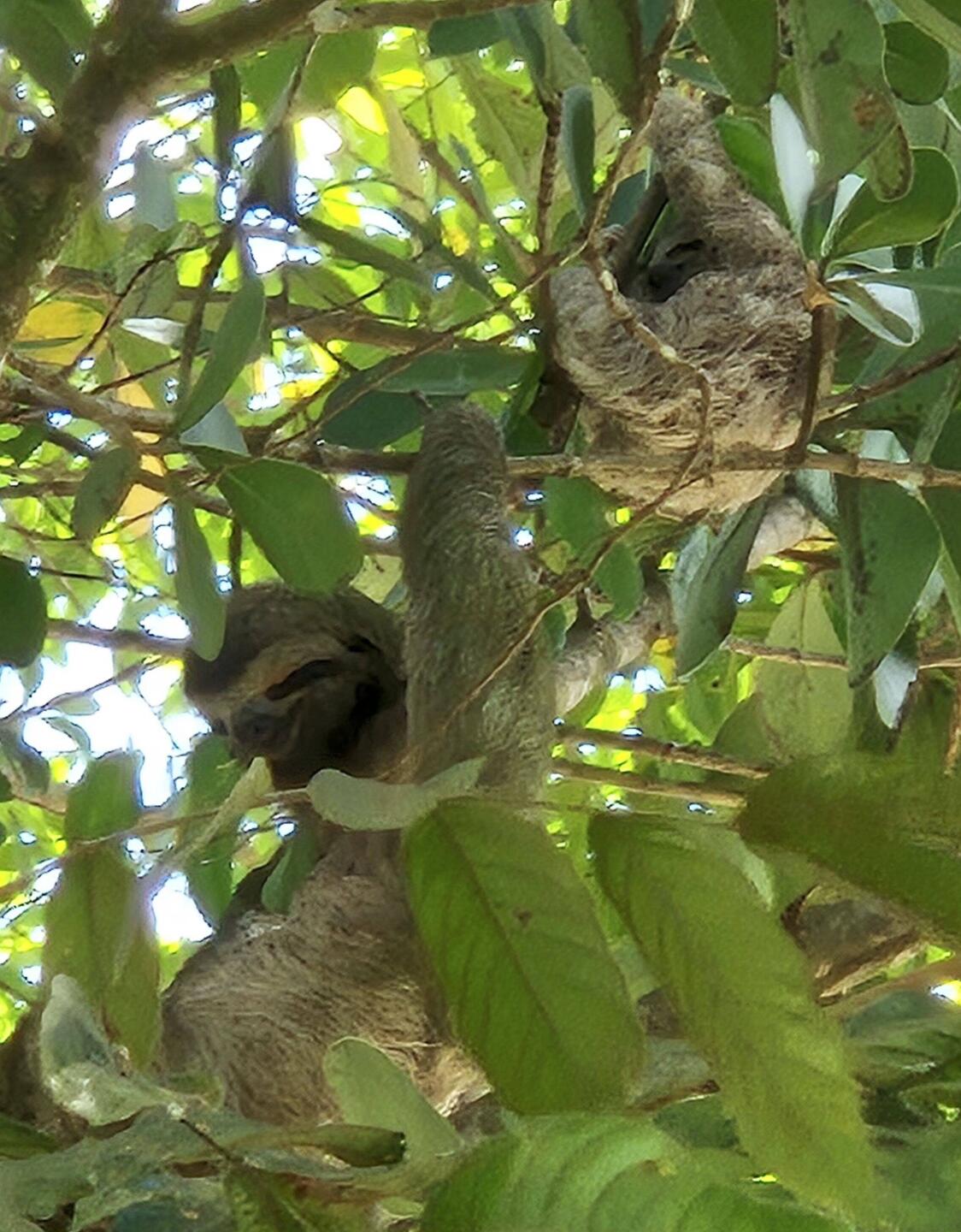 Faultiermama mit Baby in der Hacienda Barú