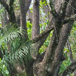 Sandbüchsenbaum mit ,Stacheln'