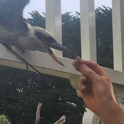 Julian feeding a kookaburra at Silverleaves, Phillip Island