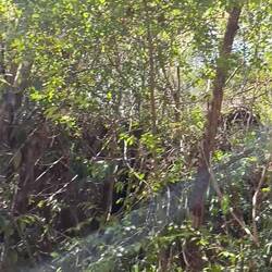 Man achte auf die Geräusche vom Dschungel, sehr geil 😍