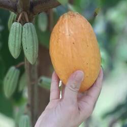 Gousse de cacao