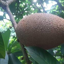 Le mamey sapote fruit du sapotier
