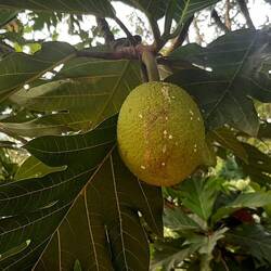 Fruit à pain
