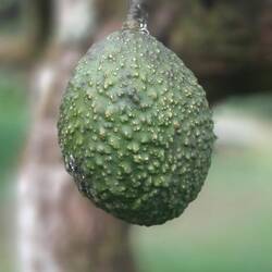 Avocat