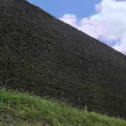 We thought our privacy shrubs were tall!