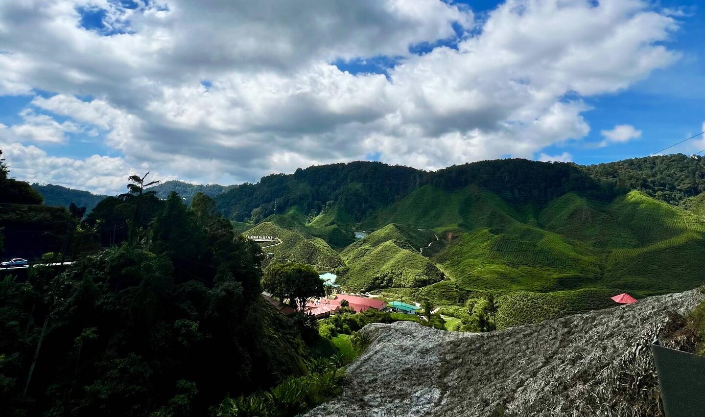 Die grünen Hügel sind Tee