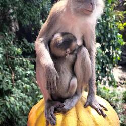 Eine Affenmutter gibt Milch.