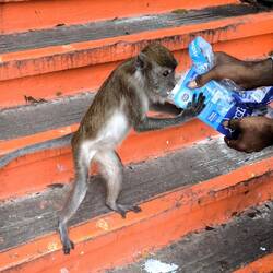 Ein Affe bekommt Milch.