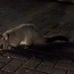 Ein süsses Opossum welches sich noch einen Mitternachts Snack gönnte