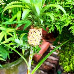 Un mignon tout petit ananas 🍍😍